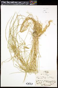 Carex planata image