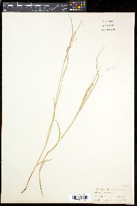 Carex remota image