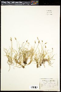 Carex rupestris image