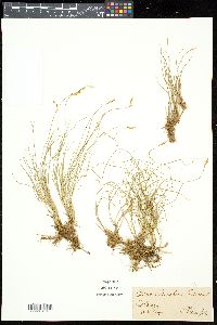Carex praecox image