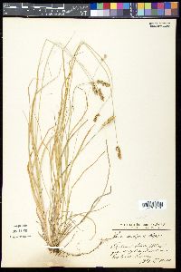 Carex contigua image