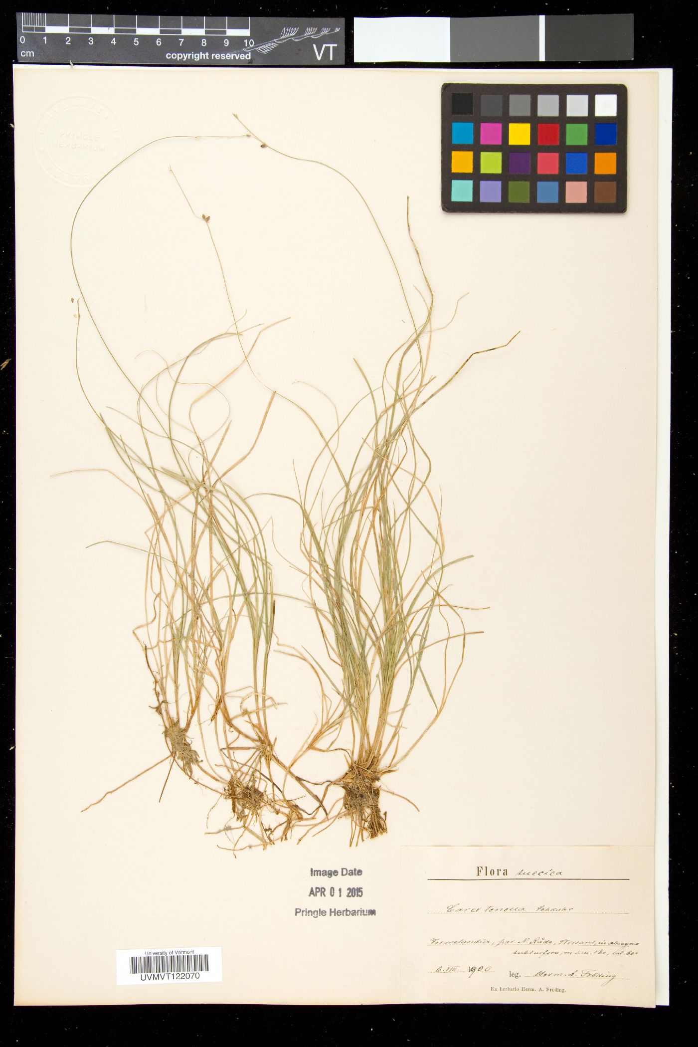 Carex tenella image
