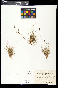 Carex supina subsp. spaniocarpa image