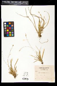 Carex tristachya image