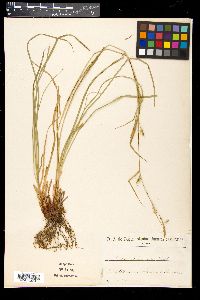 Carex depauperata image