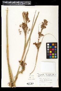 Cladium jamaicense image