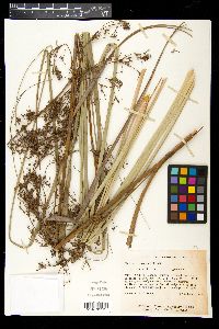 Cladium jamaicense image