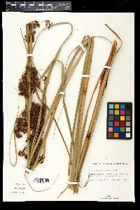 Cladium jamaicense image