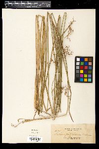 Media resource of Machaerina disticha