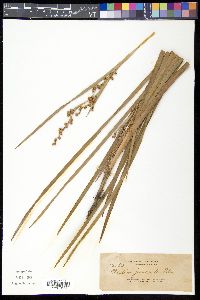 Machaerina glomerata image