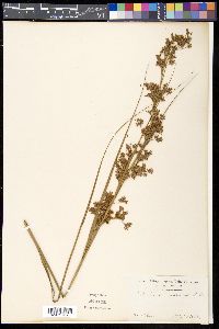 Cladium mariscus image