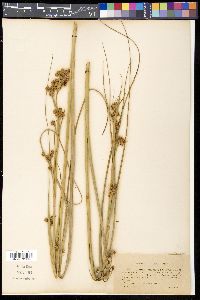 Cladium mariscus image