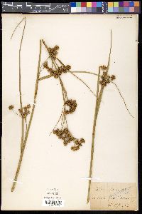 Cladium mariscus image