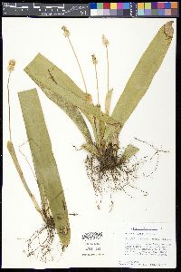 Carex fraseriana image
