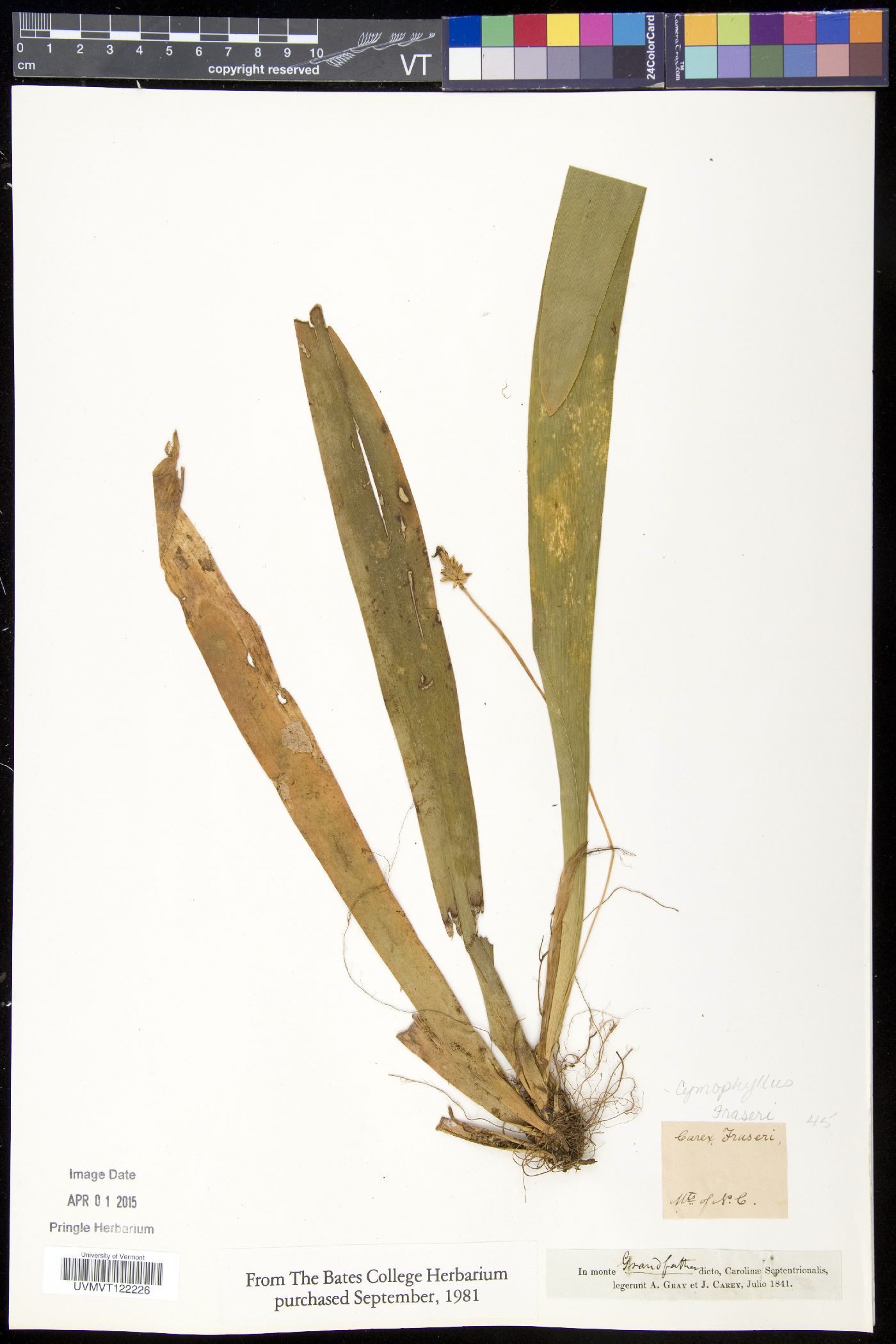 Cymophyllus image