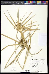 Cyperus alternifolius image