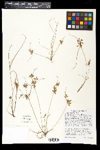 Cyperus bipartitus image