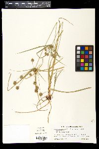 Cyperus croceus image