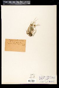 Cyperus diandrus image