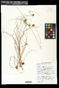 Cyperus lupulinus image