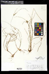 Cyperus lupulinus image