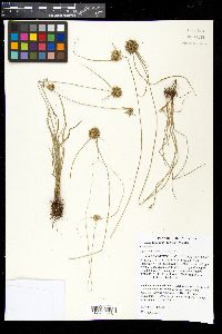 Cyperus lupulinus image