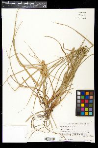 Cyperus entrerianus image