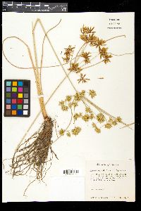 Cyperus oxylepis image