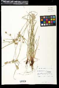 Cyperus retrorsus var. retrorsus image