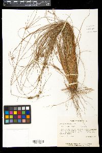 Cyperus retrorsus image