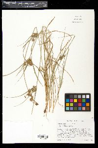Cyperus schweinitzii image