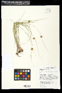 Cyperus schweinitzii image