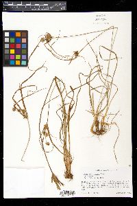 Cyperus schweinitzii image