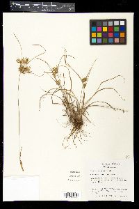 Cyperus retroflexus image