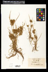 Cyperus amuricus image