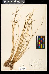 Cyperus laevigatus image