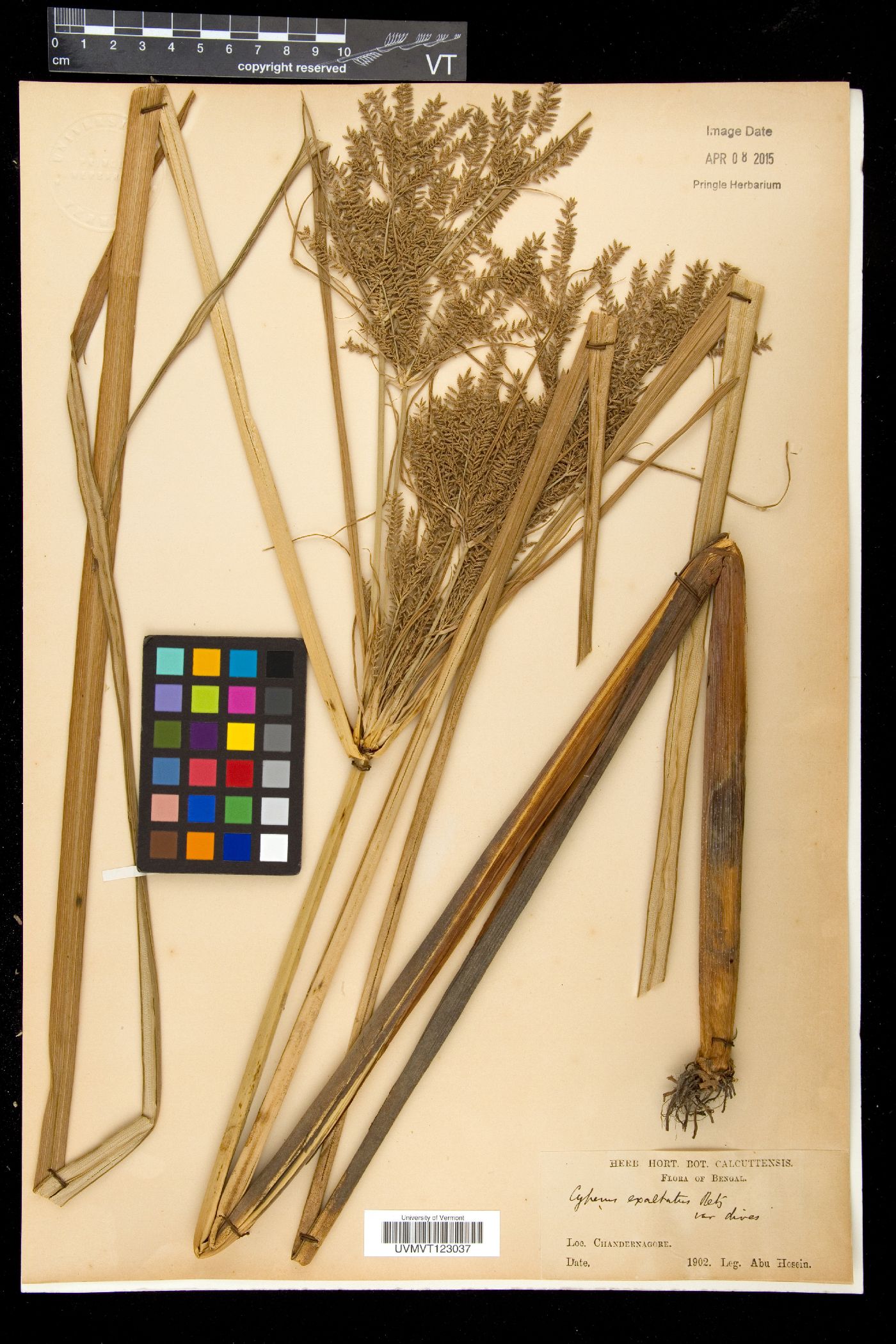 Cyperus exaltatus image