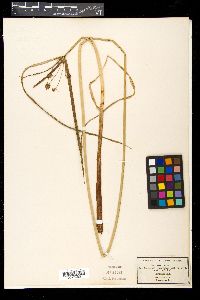 Cyperus longus image
