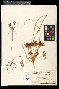 Cyperus longus image