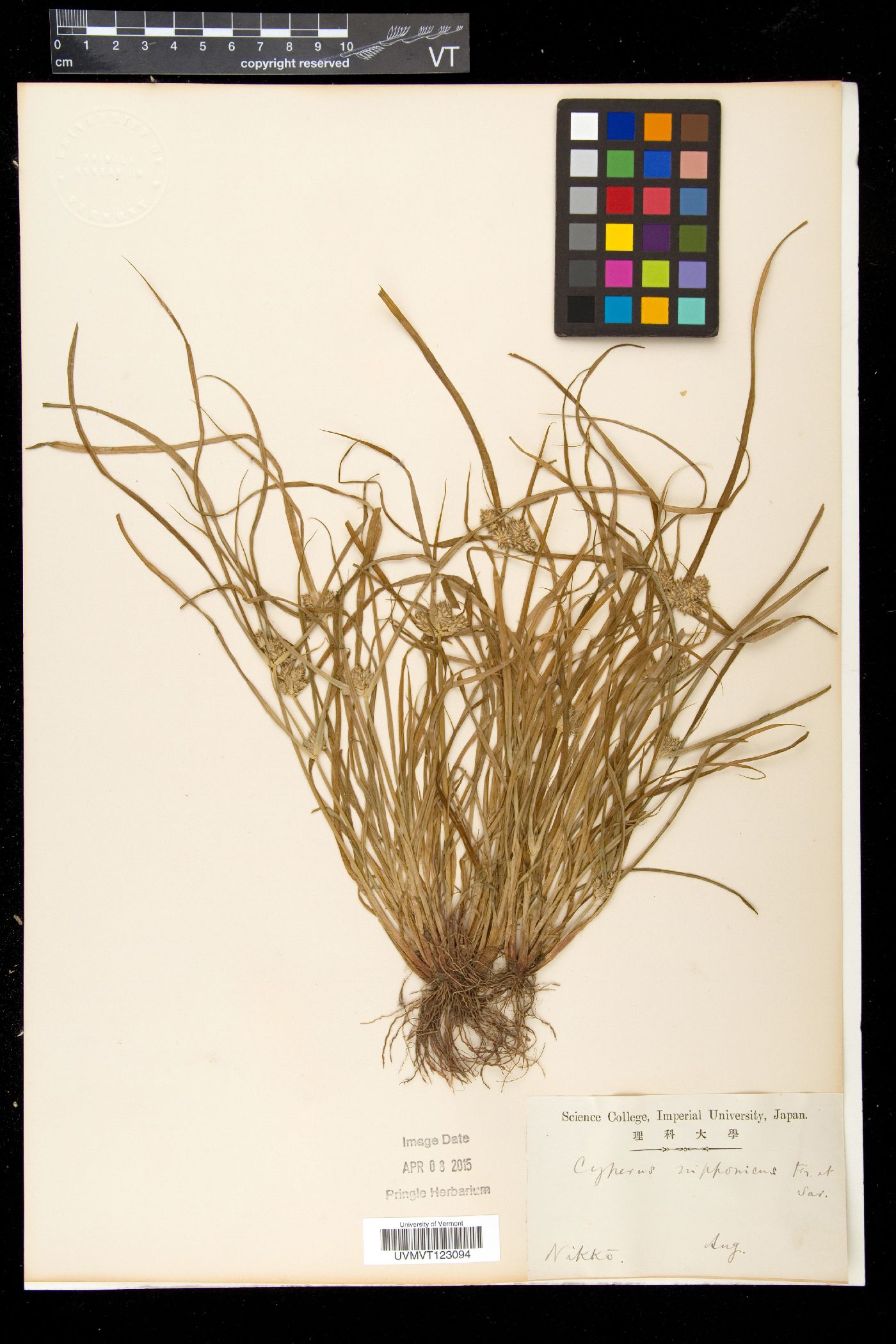 Cyperus nipponicus image