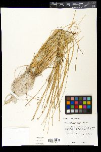Eleocharis geniculata image