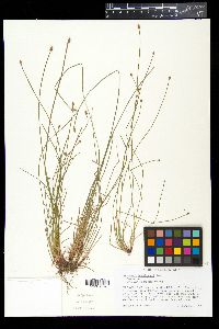 Eleocharis engelmannii image