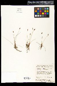 Eleocharis fallax image