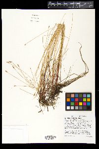 Eleocharis erythropoda image