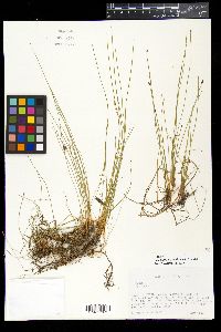 Eleocharis erythropoda image