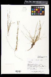 Eleocharis filiculmis image