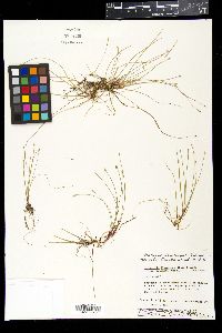 Eleocharis flavescens var. olivacea image