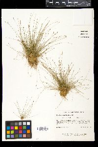 Eleocharis microcarpa image