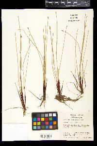 Eleocharis montevidensis image