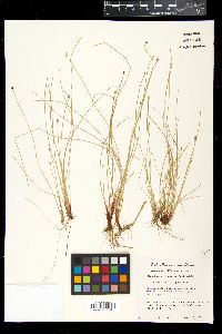 Eleocharis montevidensis image
